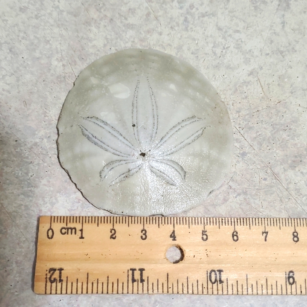 Natural Sand Dollar California